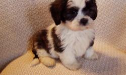 Adorable Lhasa Apso Puppies - Registered, 8 weeks, 2nd shots, dewormed, hypoallergenic (no shedding), great with kids, happy, playful, health guarantee, and ready to be loved. Please call (951)707-5909
here are two videos of the litters available: