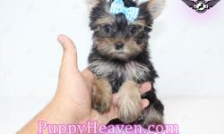 This adorable tiny teacup yorkie puppy in our kennel in Las Vegas is the best looking Yorkie puppy you can find in the whole United States and his personality is one of the most social little characters. He is CKC registered, almost 4 month and still