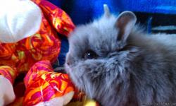 We have 4 adorable lionhead bunnies available to go home with you today! They were born June 16th. We have 2 broken blacks (both does), 1 blue and 1 black (both bucks). All come with a pedigree and are show quality! We offer a 4-H discount too! Please