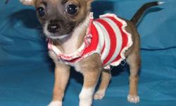 This tiny baby boy is Pierre, and he will be very small. Pierre already has all 3 puppy vaccine shots and is being potty trained. He's ready to go to his new home where he will be spoiled. Pierre is the last of his litter of 5. We've lowered his price to