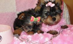 These precious little pups are Yorkies. They are looking for new homes. These adorable little puppies will make the perfect addition to your home. They have very nice coloring and markings.text me through (815) 649-0960