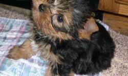 Little pure breed Yorkies with tail cut, medical record, physical examination by a vet ,deworming ,vaccination, APR registration papers. They will be adults of 4 to 5 pounds, like parents (last picture). We have males and females you can choose from. They