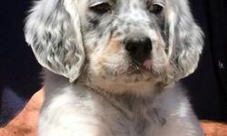 Llewellin (English) Setter puppies for sale. Rare. 100% pure Dashing Bondhu bloodline with no out-crossings. Gun Dog Certifiable. The ULTIMATE in walking/foot-hunting gun dogs. They tend to sweep field trial competitions. Litter registered with the IPDBA.