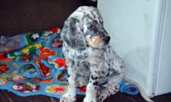 Llewellin (English) Setter puppies for sale. Rare. 100% pure Dashing Bondhu bloodline with no out-crossings. Gun Dog Certifiable. The ULTIMATE in walking/foot-hunting gun dogs. They tend to sweep field trial competitions. Litter registered with the IPDBA.