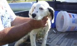 Llewellins are great bird hunting dogs & family pets&nbsp; mostly white with a lot of black ticking real pretty puppys&nbsp;Price has been reduced 2 Females&nbsp; 300 each & 1 Male 200&nbsp;left &nbsp;. They are 11 weeks old with first 2 sets of