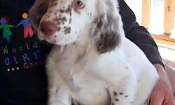 Llewellin English Setter Male Puppy. Exceptional Chestnut Belton whose parents are outstanding upland bird dogs who have shown their skill in the field.&nbsp;"Chester" last of 8 puppies available for purchase, $550. Located in SW WA. Parents FDSB. Contact