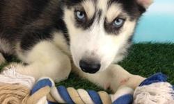 Yo! How you doing? I'm Loki, the stunning black and white ACA male Siberian Husky! I was born on May 22, 2016. I can't wait to have a family of my own! They're asking $750.00 for me! I'll come with shots and worming to date! Do you find me specially