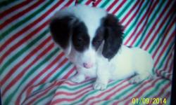 beautiful chocolate and white piebald apr regsitered male,&nbsp; will come with a one year health gaurantee