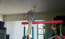 me an my girl friend have a cockatiel we call beakers an we want t bring anther little guy into our family. we dont have a lot of front money to go an buy a $300+bird were looking into adopting a FREE bird any small or medium or large parrot bread