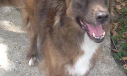 My name is Khali and I am a 5 years old. I am part Sheppard, Retreiver mix. &nbsp;I am a very loving and prefer&nbsp;nothing more than to be right by your side but&nbsp;I am a 1 pet only dog.&nbsp;No fault of my own&nbsp;I am looking for a&nbsp;forever