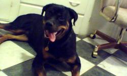 my lttle girl is now going on 16 months old and when she comes in heat again i would like to breed her, she is a beautiful, full blooded Rotti with no health problems, she is from an excellent line i just bought her no papers, looking for a Rotti that has