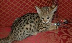 Hi I am looking for a savannah cat or kitten, preferably an f2. I have been researching these cats for almost 3 years but haven't gotten one yet. I have 2 other cats though, both very friendly. I would love a male. Thanks - Victoria