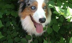 Hi,
I have a beautiful Mini Aussie blue merle blue eyes athletic shape great genetics (50lbs) ready to breed. (3YO)
breeding arrangment to discuss.
please contact me&nbsp;