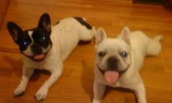 Lost 2 french bulldogs at corona queen county on 2-20-2011. female brindle, weight about 27 pounds. long back. tall. male is cream and white, weight about 27 pounds. due to the wind. i got a broken fence in my back yard. when i noticed it. they ran off