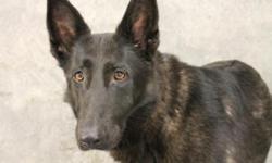 Lost female, black German shepherd, approx 3 years old, 60 pounds in Blythewood. &nbsp;She was just adopted and spayed, but the collar broke upon arrival, and she took off 5/26/12. &nbsp;No tags, no collar but does have microchip.
