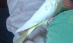 She flew away 9/11/12
Small white cockatiel w/ yellow crest and tail.
Has small black paint spot on one of her tail feathers.
If found or seen please call Valentino 787-289-8710
$100 reward if found
&nbsp;