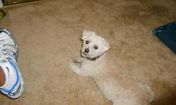 Name Luke, 15 yo off white poodle/bichon mix. hard of hearing, cataracts, recent surgery, has one tooth that doesn't fit in mouth. Last seen near NE 4th Ave and 13th St on Oct 24, 6am.
