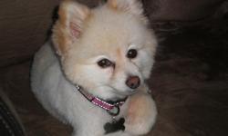 Mary Jane ran away 11/8/10. She was last seen on Chandler and Colfax in North Hollywood. She is a white/cream pomeranian with a short hair cut. Mary Jane is 6 years old and weighs 6.5 lbs. She was last seen wearing her pink KONG collar w/ black trim and a