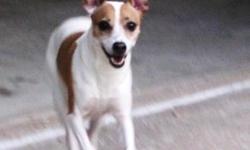 Lost Betsy, our female Jack Russell Terrier July 12 in Southeastern Kansas, not too far from Joplin. &nbsp;She is white with gold spots, &nbsp; Her tail is white and cropped, her ears stand up. &nbsp;Please help us as she got out of the car and is lost.