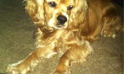 OUR PET IS MISSING SINCE 7/3/13. FROM SANDALWOOD APT ON FRUIT & SAGINAW. MALE, COCKER SPANIEL, GOLDEN BROWN WITH TAN. VERY SWEET PUP, PLAYFUL WITH KIDS & ADULTS. HIS NOT AGRESSIVE. AM ASKING THE COMMUNITY OF FRESNO TO PLEASE HELP ME & MY FAMILY FIND OUR