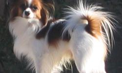 Four year old male Papillon, white and red sable; Weighs about 7 pounds; microchipped;
Call 480 813 6073 or 480 703 6408.