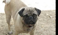 Lost 4yr Male Pug (Fawn Color)
Lost May 8 in Trabuco & Alicia (Mission Viejo) at Approx 2PM
He is my childrens joy so please call us if you have him. They
want him back. Thanks! Ron