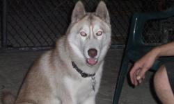 I lost my husky 12/21/2010 around 9 am he got out. He is a male about 9-11 months old, medium size. He is red and white with light blue eyes and he has a red and black collar. He is my family dog and we are very sad about his dissapperance. Please if you