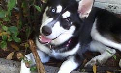 She is a puppy, black and white and she has a blue eye and a brown eye
If found please contact she is missed greatly