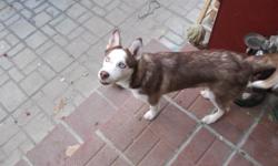 Are husky was lost on 8-26-12 around 2:30 P.m ON Day Ave Bakersfield Ca. 93308 She is a Big member of are family and she is greatly missed we just want to get her back. She has on a Black/Grey Lepoard Print Collar w/ A AVID Microchip Tag. SHE IS REGISTERD