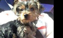 $200.00 REWARD FOR OUR LOST YORKIE PUPPY,&nbsp; LOST FEMALE YORKIE ON 5TH AND JOSHUA IN HESPERIA, SHE GOES BY THE NAME MONKEY. SHE IS ABOUT 5LBS. SMALL.&nbsp; MY DAUGHTER DEVESTATED FOR HER PUPPY. PLEASE HELP US IF YOU HAVE SEEN HER OR FOUND HER.