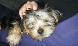 Please help Yorkie Male Puppy with droopy ears goes by the name of Roush lost 12/6/2010 .
-silver, gray, and white
- 10lbs
Loving Animal got out of Bradenton Florida area home on Fishermans Drive 34209. If you have any information or have seen this dog