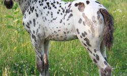 Several loud colored foals out of reg gaited mares and gaited appaloosa stallion. .also bred gaited mares for sale..broke to ride