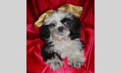 Here is an adorable boy that we just reduced the price on for Christmas placement. He is working on paper-training and raised and socialized in our family home. He was born 8-8-2010. Mom and dad are both black and white shih-tzus, with black being more
