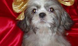 This boy is 3 months old born on 8-11-2010. He loves to play and like to be held. Mom is a blonde shih-tzu weighing about 12 lbs and dad is a parti-colored shih-tzu weighing about 8lbs. I expect him to weigh somewhere in between mom and dads weight. Both