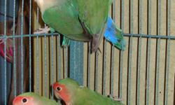 Five peach-faced love birds about two and a half years old.&nbsp; $100.00 for all five.