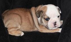 &nbsp;
Jessica is a bulldog puppy with excellent markings
and an exceptional personality. Her coat is fawn
and white. She is used to kids and has been raised
in a family environment. She is current on her
vaccinations, has been dewormed and comes with a