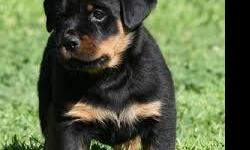 Cute and adorable rottweiler puppies ready to move in with you .Feel interested in having a rottweiler arround then contact me.