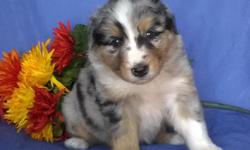 Hi, I'm Lover Boy the Merle male Australian Shepherd. I was born on April 25, 2016 and I will be ready to go to my new home around June 19, 2016. I am the most coolest pup. I love to play and take lap naps. They're asking $1050 for me. I'll come home with