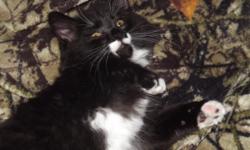 I have 5 loving and extremely friendly kittens up for adoption. I rescued these kittens when they were just 5 weeks old. There are 2 males,one is all black and one is&nbsp;black and white.the 3 females are all black and white. They are all spayed and
