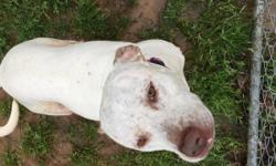 This is Lucky, an American Pitbull Terrier, he is a little over a year old. He loves being outside and sleeping. He is fun loving and energetic! Lucky needs to be a in a single dog home. He does not care for cats or male dogs, but he gets along well with