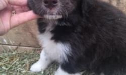 Howdy! I'm Lulu,&nbsp;&nbsp;the enchanting black and white female Australian Shepherd / Newfoundland mix.I like hearing that I am a beautiful gal! They're asking $750.00 for me.&nbsp;I was born on June 15, 2016.&nbsp;&nbsp;I'll come with my shots and