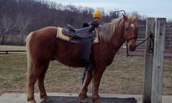 luther is a very sweet 14.2 Palomino Gelding,
he is a dark palomino with dapples
He is easy to catch and handle,
Will stay in the stall or outside
Currently has been trail ridden
Neck Reins and leg cues
W/T/C
he will stand tied for grooming, tacking and