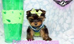 Available Breeds: Luxurious Teacup Toy Yorkshire terrier Yorkie, Maltese, Pomeranian, Poodle, Shih-Tzu, Maltipoo Maltese Poodle, Morkie Maltese Yorkie, Malshi Maltese Poodle and other designer breeds.&nbsp;
We have the smallest, cutest, best looking, top
