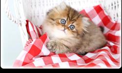 Leave your worries behind and enter our enchanted world of luxury teacup Persian kittens!
&nbsp;
We have spent nearly&nbsp;3 decades&nbsp;perfecting our ultra tiny and petite miniature Persian and Himalayan kittens. Each is adorned with sweet doll-faces