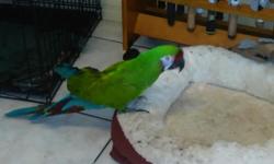 MILITARY MACAW
&nbsp;Talks ,&nbsp; Cage
&nbsp;Beautiful Feathering, Believed to be a Male
&nbsp;Asking&nbsp; $850
&nbsp;Cape Coral ,Fla
&nbsp;(239) 471-5793