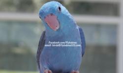 We have a excellent blue female parrotlet that is splendid to look at and be with. &nbsp;Her impressive blue coloring is brilliant to see in the sunshine of the sun room. &nbsp;The feathers of this girl are luxurious as you stroke your fingers through