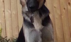 Magnificent German Shepherd 1 year 3 months old
$550
Male, un-nuetered, Registered
Excellent health and disposition
Good hind quarters
Shiny, soft, smooth flat coat (No wiry hair at all)
He has a beautiful gate when he walks or trots (like a lion)
Strong
