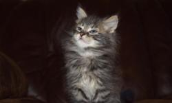 1 Maine Coon kitten left. Ready now. Female Tortie.&nbsp;&nbsp;Kitten&nbsp;has&nbsp;been vet checked, vaccinated and de wormed.&nbsp;Negative for FeLV/FIV. We offer 3 different pricing options.
Breeder price- $1000.00. Kitten&nbsp;will come with