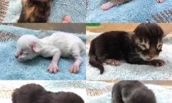 Seven Maine Coon kittens, from two different litters, born a few days ago are up for reservation. All white male and female, red silver, torte female, blue silver ticked female, black ticked female, black smoke male. They are CFA registered, will come