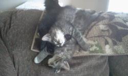 Idaho Falls. Free 3 Maine Coone kittens/cats born 04/09/2014, 1 female all black (Princess), 1 male striped (Thomas), 1 Female adult about 2 to 3 years old. All litter box training, well behaved, gentle, very loving and loud purring. They haven't been